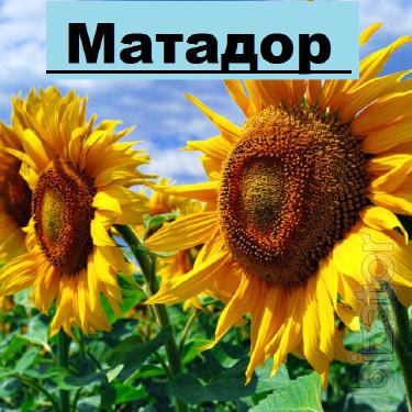 Гібрид соняшнику Матадор Гібрид соняшнику Матадор