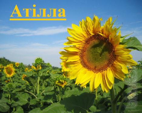 Атілла гібрид соняшнику Атілла гібрид соняшнику
