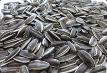 Sunflower Seeds 