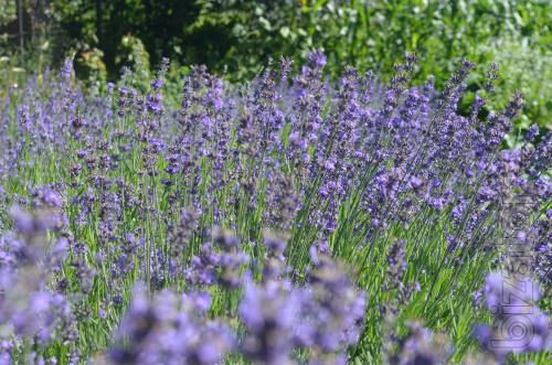 Лаванда lavender Лаванда lavender