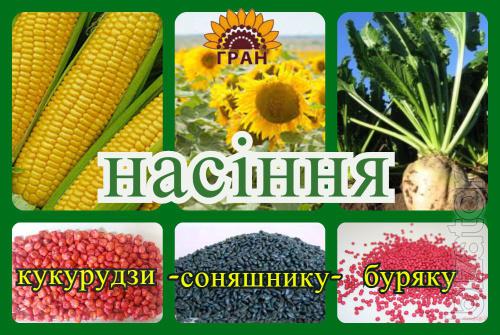 Пропонуємо гібрид соняшнику Сонячний настрій Пропонуємо гібрид соняшнику Сонячний настрій