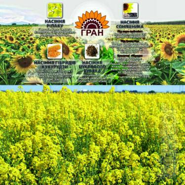 Пропонуємо насіння ріпаку Клеопатра Пропонуємо насіння ріпаку Клеопатра
