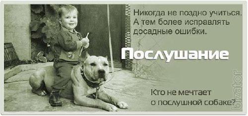 Консультации кинолога! Консультации кинолога!