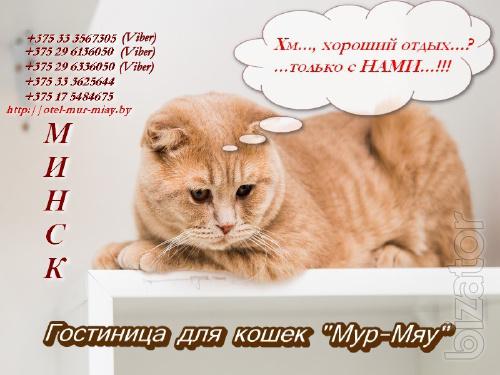Предоставление услуг по содержанию и уходу за животными (кошки). Предоставление услуг по содержанию и уходу за животными (кошки).