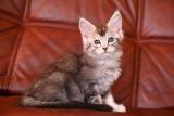 Котята мейн-кун Котята мейн-кун