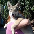 Щенки собаки Сарлоса (Saarloos Wolfdogs) Щенки собаки Сарлоса (Saarloos Wolfdogs)