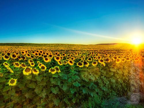 Класичний гібрид соняшнику Кастело OR7 (Mirasol seed) Класичний гібрид соняшнику Кастело OR7 (Mirasol seed)