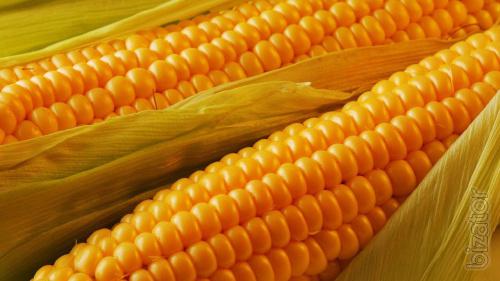 Насіння кукурудзи Солонянський 298св Насіння кукурудзи Солонянський 298св