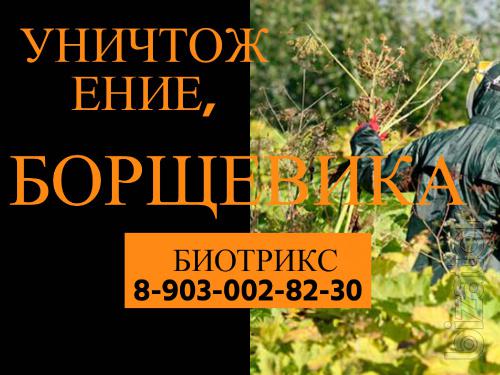Уничтожение,обработка Борщевика в Серпухове Уничтожение,обработка Борщевика в Серпухове