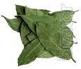 Bay leaf