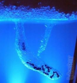 Ant farm (large)