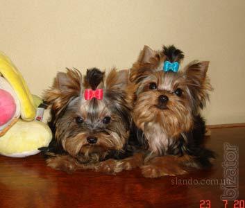 medium yorkie sweet yorkies medium and standard size boys wonderful character buy on www medium yorkie sweet yorkies medium and standard size boys wonderful character buy on www