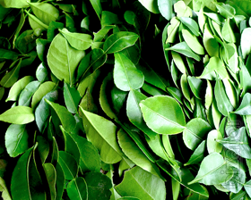 Kaffir lime leaf