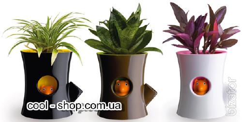 Protein in the pot, to buy the pot with a squirrel, buy the original pot for flowers as a gift, buy, Zach 