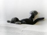 Cat Valerian 