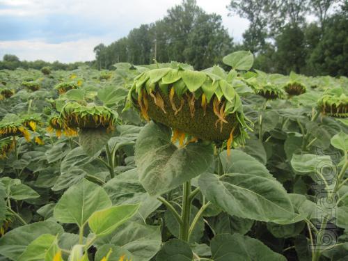 Sunflower seeds Alamo F1 