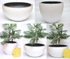 Pots for trees and trees 
