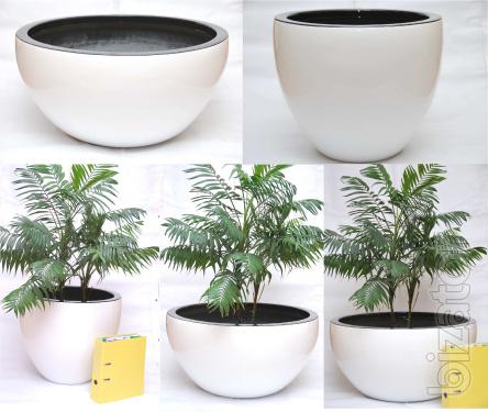 Pots for trees and trees 