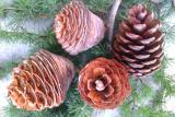 Pine cones, spruce 