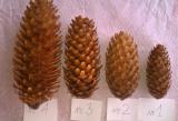 Pine cones, spruce Pine cones, spruce