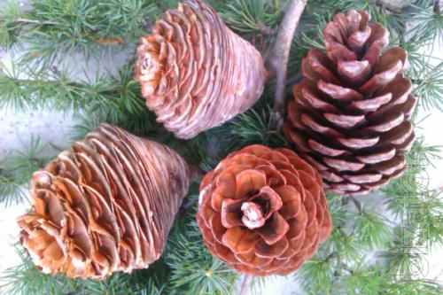 Pine cones, spruce 