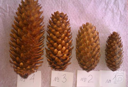 cones