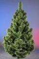 Sale noworry trees and pines 