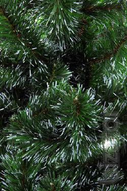 Sale noworry trees and pines 