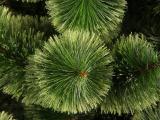 Pine Christmas!!! 