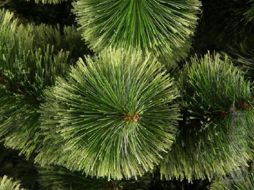 Pine Christmas!!! 