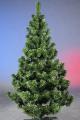 New year beauty-trees and pines!!! New year beauty-trees and pines!!!