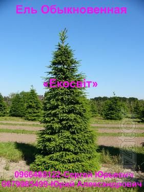 Spruce at producer prices 