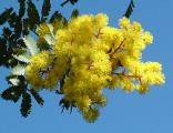 I will sell the Mimosa and Ruscus at wholesale prices
