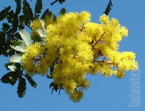 I will sell the Mimosa and Ruscus at wholesale prices 