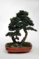 Buying bonsai - a bit of real wildlife - you're buying a best friend. Buying bonsai - a bit of real wildlife - you're buying a best friend.