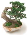 Bonsai FUKINAGASHI Tree, bent wind