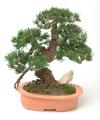 Bonsai SOKAN Trunks Gemini SKU min