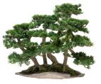 Bonsai GOHON-YOSE Group of five trunks