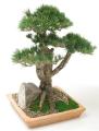 Bonsai CHOKKAN Classic upright