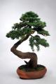 Bonsai NEJIKAN Curved wood artikel 
