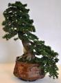 Bonsai HAN-KENGAI Polyacid article KPC