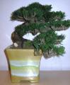 Bonsai HAN-KENGAI Polyacid article KPL