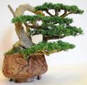 Bonsai HAN-KENGAI Polyacid article KPL