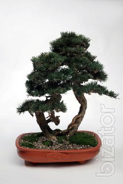 Bonsai SOJU Two trunk SKU KR2-35