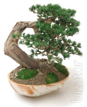 Bonsai FUKINAGASHI Tree, bent wind