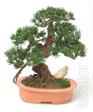 Bonsai SOKAN Trunks Gemini SKU min