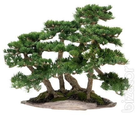 Bonsai GOHON-YOSE Group of five trunks