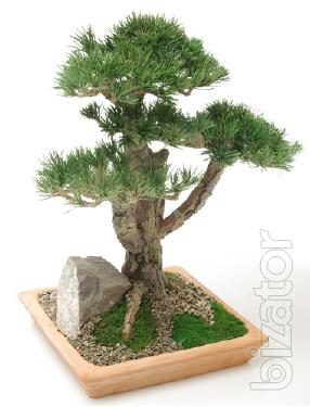 Bonsai CHOKKAN Classic upright