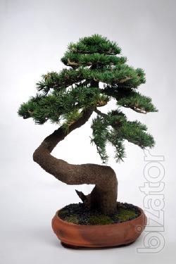 Bonsai NEJIKAN Curved wood artikel 