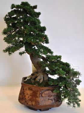 Bonsai HAN-KENGAI Polyacid article KPC